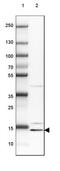 CGRP Receptor Component antibody, NBP1-84495, Novus Biologicals, Western Blot image 