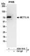 Methyltransferase-like protein 16 antibody, A304-191A, Bethyl Labs, Immunoprecipitation image 