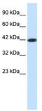 Somatostatin receptor type 4 antibody, TA333889, Origene, Western Blot image 