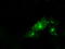 Protein Tyrosine Phosphatase Receptor Type E antibody, TA501051, Origene, Immunofluorescence image 