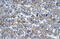 LIM/homeobox protein Lhx6 antibody, ARP32553_T100, Aviva Systems Biology, Immunohistochemistry frozen image 