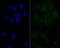 Nuclear RNA export factor 1 antibody, A02137-1, Boster Biological Technology, Immunocytochemistry image 