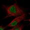 Olfactomedin 2 antibody, PA5-65590, Invitrogen Antibodies, Immunofluorescence image 