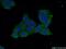 Lysophospholipase 1 antibody, 16055-1-AP, Proteintech Group, Immunofluorescence image 