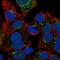 Coagulation Factor V antibody, HPA002036, Atlas Antibodies, Immunofluorescence image 