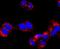 ATP Synthase F1 Subunit Beta antibody, NBP2-67171, Novus Biologicals, Immunocytochemistry image 