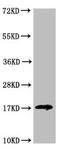 Galectin-14 antibody, LS-C397852, Lifespan Biosciences, Western Blot image 