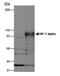 Hypoxia-inducible factor 1-alpha antibody, TA336260, Origene, Western Blot image 