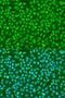 H2A Histone Family Member X antibody, LS-C746881, Lifespan Biosciences, Immunofluorescence image 