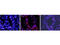 Interleukin 1 Beta antibody, A00101-3, Boster Biological Technology, Immunofluorescence image 