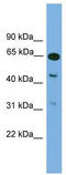 Neuronal PAS Domain Protein 1 antibody, TA341803, Origene, Western Blot image 