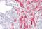 Latrophilin-2 antibody, MBS244156, MyBioSource, Immunohistochemistry frozen image 