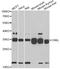 CRK Like Proto-Oncogene, Adaptor Protein antibody, STJ29807, St John