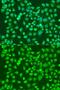 Atrial natriuretic peptide receptor 3 antibody, GTX64458, GeneTex, Immunofluorescence image 
