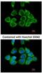 Ribosomal Protein S2 antibody, NBP2-20224, Novus Biologicals, Immunocytochemistry image 