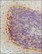 Tachykinin 3 antibody, NB300-201, Novus Biologicals, Immunohistochemistry paraffin image 