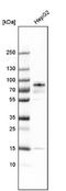 Pinin, Desmosome Associated Protein antibody, NBP1-87784, Novus Biologicals, Western Blot image 