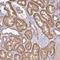 ACTR-IIB antibody, HPA040384, Atlas Antibodies, Immunohistochemistry frozen image 