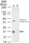 Ankyrin repeat protein B4 antibody, NB100-56455, Novus Biologicals, Western Blot image 