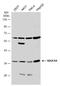 NADH:Ubiquinone Oxidoreductase Subunit A9 antibody, GTX132978, GeneTex, Western Blot image 