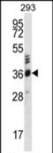 Olfactory Receptor Family 2 Subfamily T Member 27 antibody, PA5-71722, Invitrogen Antibodies, Western Blot image 