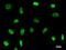 General Transcription Factor IIIC Subunit 2 antibody, LS-C342500, Lifespan Biosciences, Immunofluorescence image 