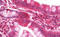 40S ribosomal protein S16 antibody, MBS248403, MyBioSource, Immunohistochemistry frozen image 