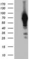 Neurolysin antibody, NBP2-01693, Novus Biologicals, Western Blot image 