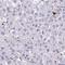 Lysine Methyltransferase 2E antibody, HPA056125, Atlas Antibodies, Immunohistochemistry frozen image 