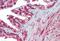 Calnexin antibody, MBS243308, MyBioSource, Immunohistochemistry paraffin image 