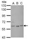 Zinc finger protein GLIS1 antibody, NBP2-16667, Novus Biologicals, Western Blot image 