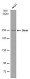 Dicer 1, Ribonuclease III antibody, MA5-27827, Invitrogen Antibodies, Western Blot image 