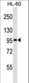 General Transcription Factor IIIC Subunit 2 antibody, LS-C166731, Lifespan Biosciences, Western Blot image 