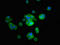 Cytochrome P450 2B6 antibody, LS-C669977, Lifespan Biosciences, Immunofluorescence image 