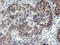 LanC-like protein 2 antibody, LS-C175170, Lifespan Biosciences, Immunohistochemistry frozen image 
