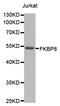 FKBP Prolyl Isomerase 8 antibody, LS-C331395, Lifespan Biosciences, Western Blot image 