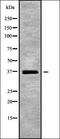 HSJ1 antibody, orb336286, Biorbyt, Western Blot image 