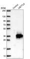 Methyltransferase Like 6 antibody, PA5-57185, Invitrogen Antibodies, Western Blot image 