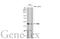 Inositol Polyphosphate Multikinase antibody, GTX104954, GeneTex, Western Blot image 