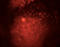 VEGF antibody, LS-C204251, Lifespan Biosciences, Immunofluorescence image 