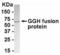 Gamma-Glutamyl Hydrolase antibody, XW-8143, ProSci, Western Blot image 