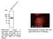 VEGF antibody, AB0063-200, SICGEN, Immunofluorescence image 