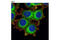 RAB8A, Member RAS Oncogene Family antibody, 6975T, Cell Signaling Technology, Immunofluorescence image 