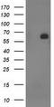 SH2B adapter protein 3 antibody, LS-C172892, Lifespan Biosciences, Western Blot image 