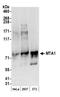 Metastasis Associated 1 antibody, NB600-260, Novus Biologicals, Western Blot image 