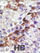 Ubiquitin Conjugating Enzyme E2 E3 antibody, abx031562, Abbexa, Western Blot image 