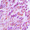 X-Ray Repair Cross Complementing 2 antibody, LS-C353006, Lifespan Biosciences, Immunohistochemistry frozen image 