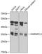 Heterogeneous Nuclear Ribonucleoprotein C Like 1 antibody, 23-686, ProSci, Western Blot image 