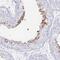 Leucine Rich Repeat Containing 37 Member A3 antibody, NBP2-46766, Novus Biologicals, Immunohistochemistry frozen image 