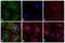 Mouse IgG antibody, 31541, Invitrogen Antibodies, Immunofluorescence image 